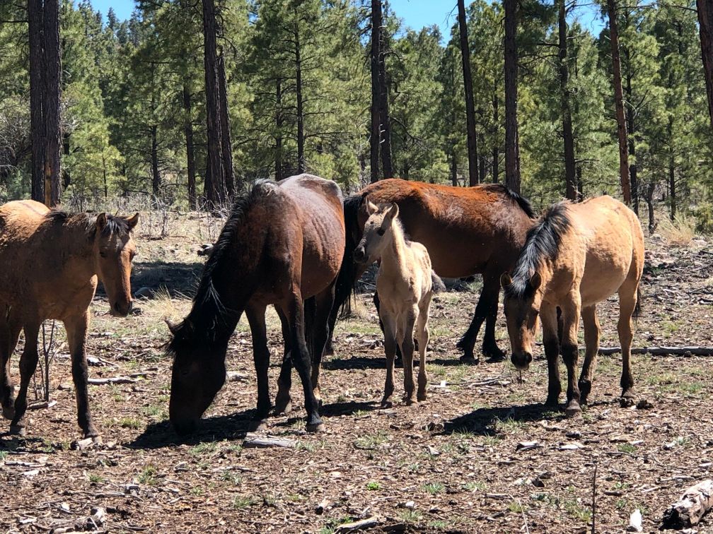 Bison Ridge HOA